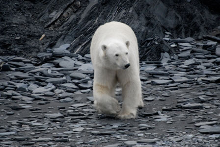 Новости | Белый медведь - самый опасный хищник на Земле!